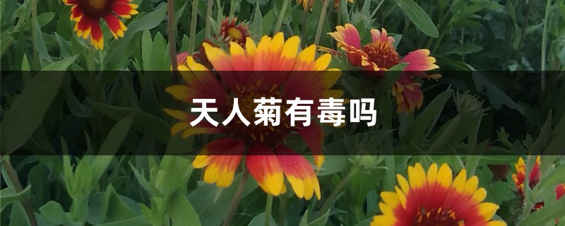 天人菊有毒嗎