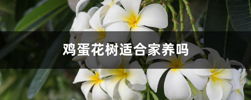 雞蛋花樹適合家養(yǎng)嗎