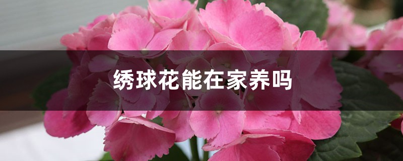 繡球花能在家養(yǎng)嗎