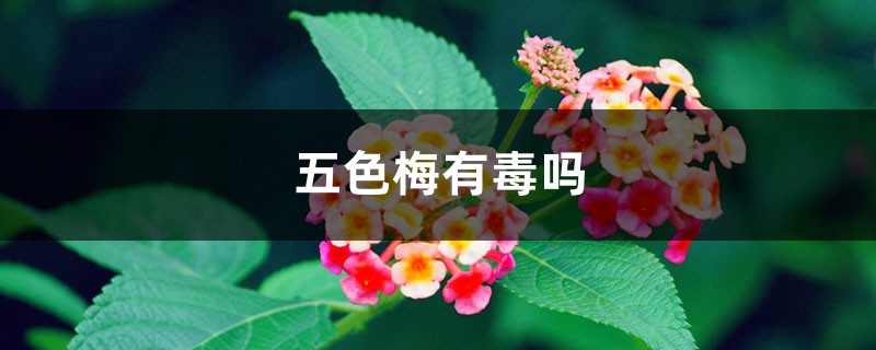 五色梅有毒嗎，可以家養(yǎng)嗎