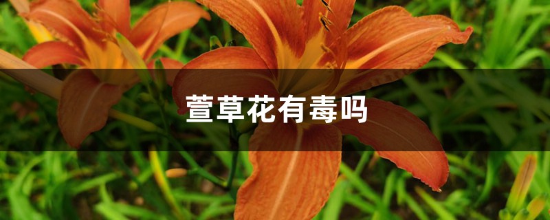 萱草花有毒嗎，如何種植最科學(xué)