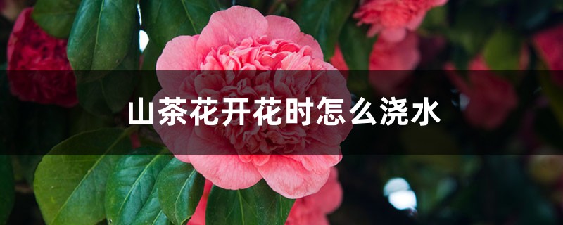 山茶花開花時(shí)怎么澆水，花期可以噴水嗎