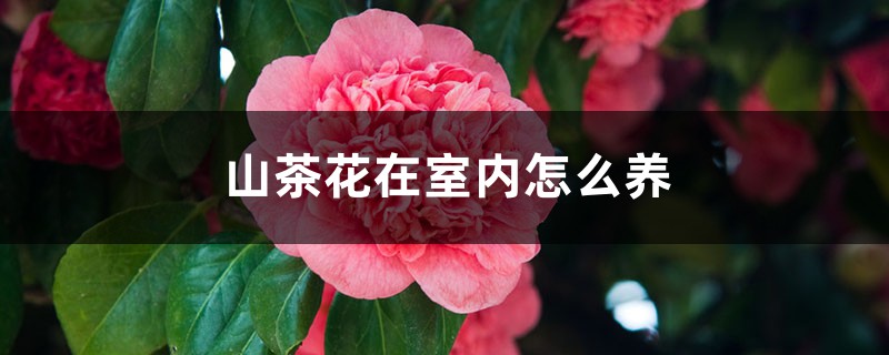 山茶花在室內(nèi)怎么養(yǎng)，在家里養(yǎng)好不好