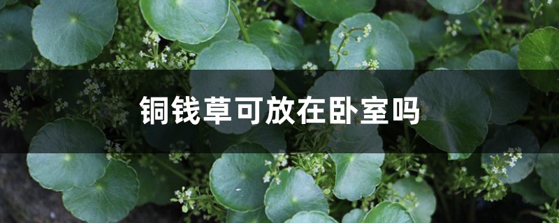 銅錢草可放在臥室嗎