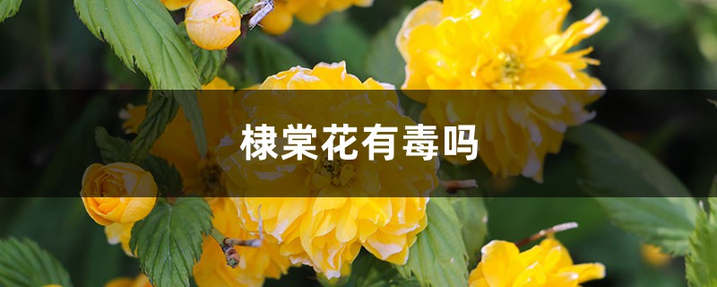 棣棠花有毒嗎，可以種在家里嗎