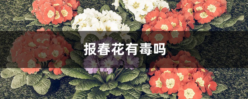 報春花有毒嗎，可以放在家里嗎