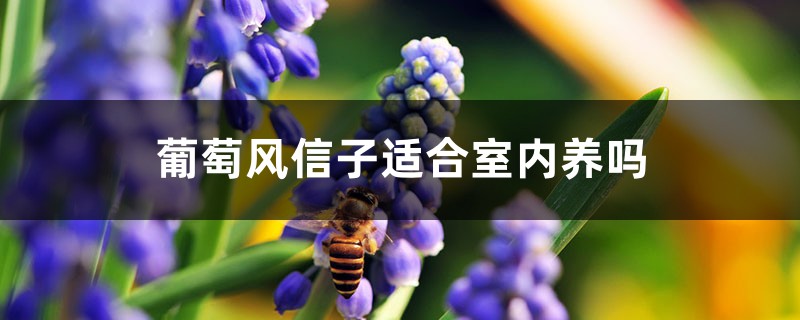 葡萄風(fēng)信子有毒嗎，適合室內(nèi)養(yǎng)嗎