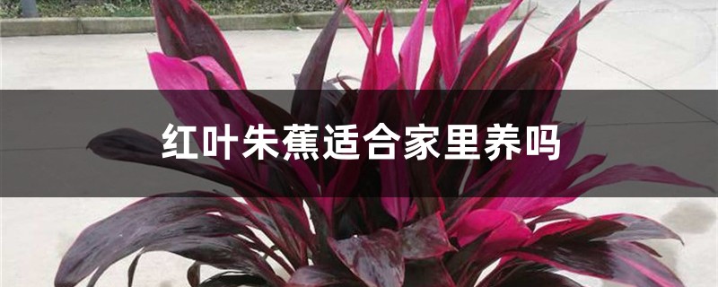 紅葉朱蕉適合家里養(yǎng)嗎