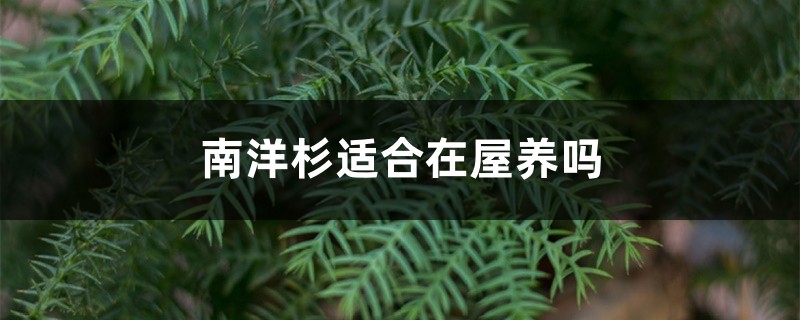 南洋杉適合在屋養(yǎng)嗎