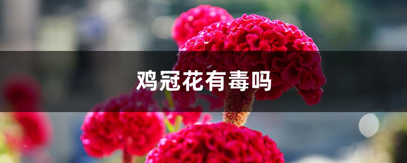 雞冠花有毒嗎