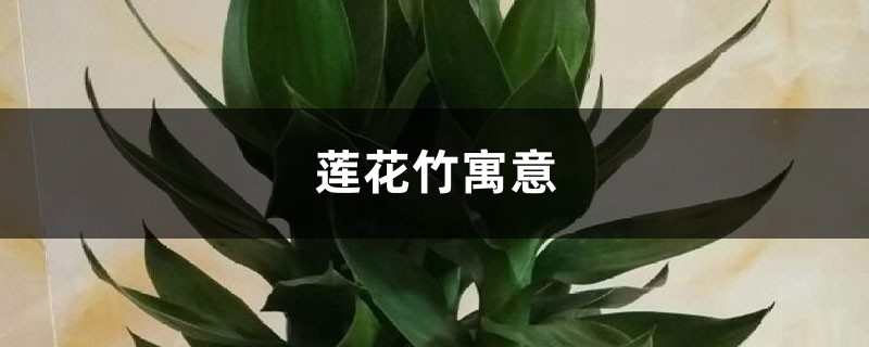 蓮花竹寓意和擺放位置