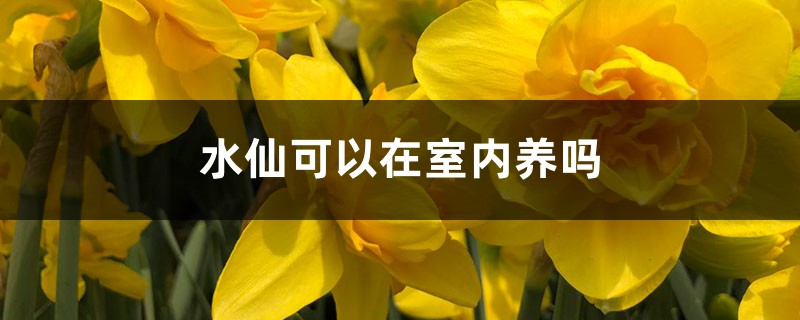 水仙可以在室內(nèi)養(yǎng)嗎