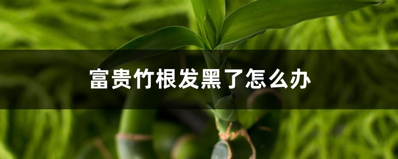 富貴竹根發(fā)黑了怎么辦