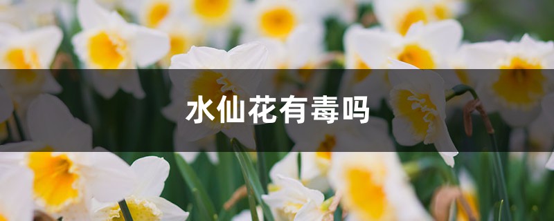 水仙花有毒嗎