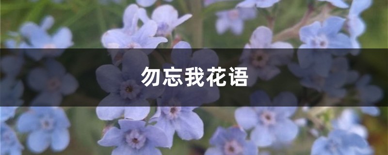 勿忘我花語和寓意