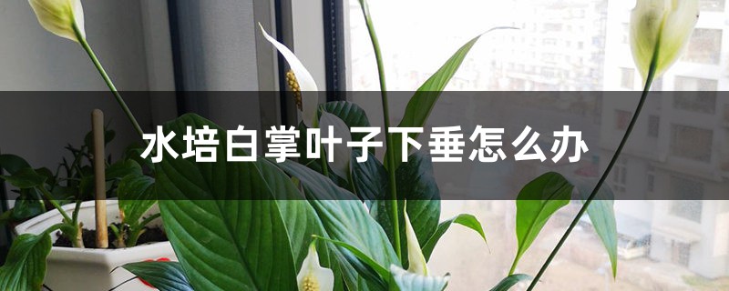 水培白掌葉子下垂怎么辦