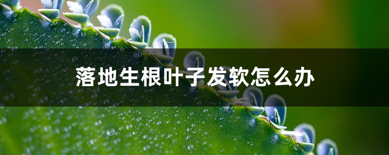 落地生根葉子發(fā)軟怎么辦