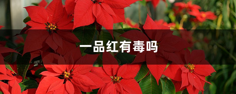 一品紅有毒嗎，放室內(nèi)可以嗎