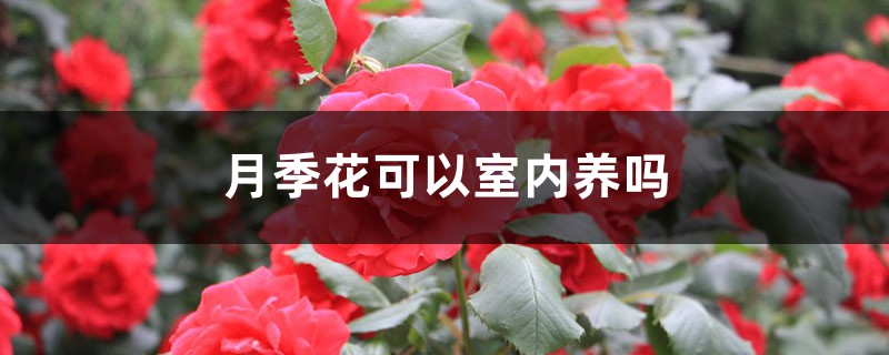 月季花可以室內(nèi)養(yǎng)嗎