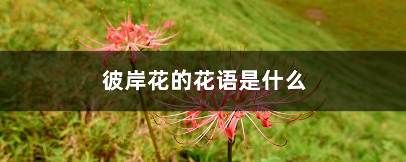 彼岸花的花語是什么