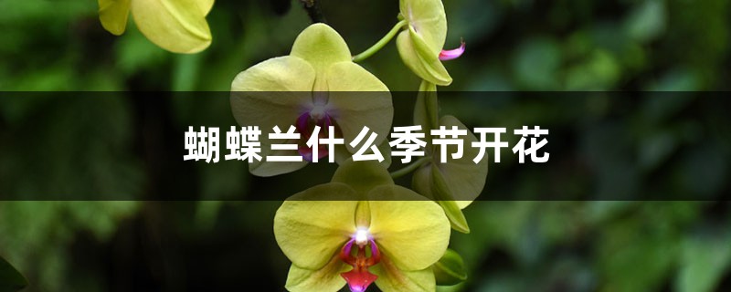 蝴蝶蘭什么季節(jié)開花