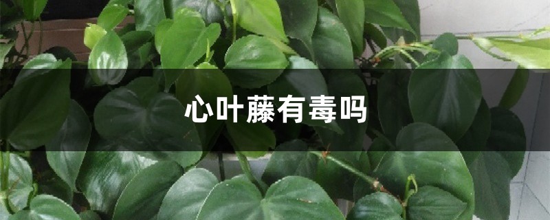 心葉藤有毒嗎，凈化空氣嗎，放在室內(nèi)好嗎