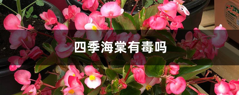 四季海棠有毒嗎，怎么在家里養(yǎng)