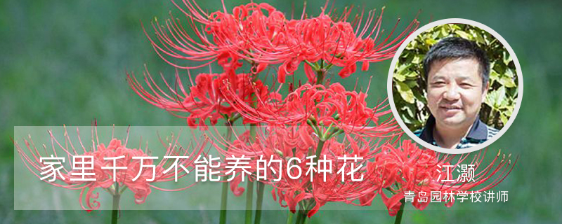 家里千萬不能養(yǎng)的6種花