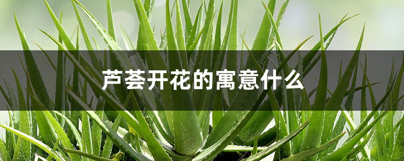 蘆薈開花的寓意什么