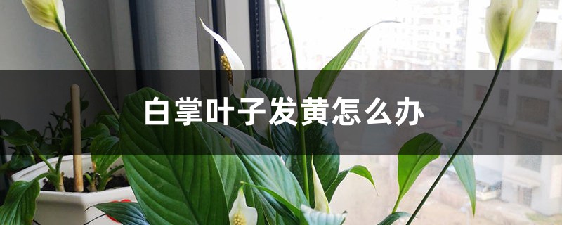 白掌葉子發(fā)黃怎么辦