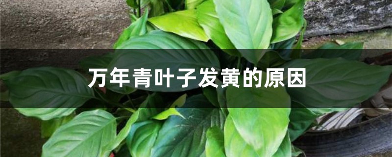 萬年青葉子發(fā)黃的原因