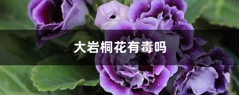 大巖桐花有毒嗎