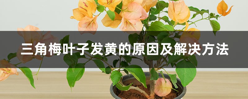 三角梅葉子發(fā)黃的原因及解決方法