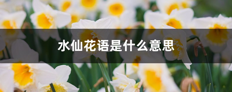 水仙花語是什么意思