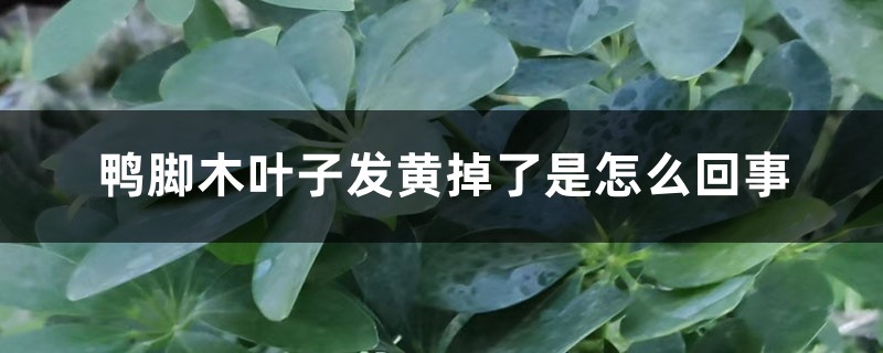 鴨腳木葉子發(fā)黃掉了是怎么回事