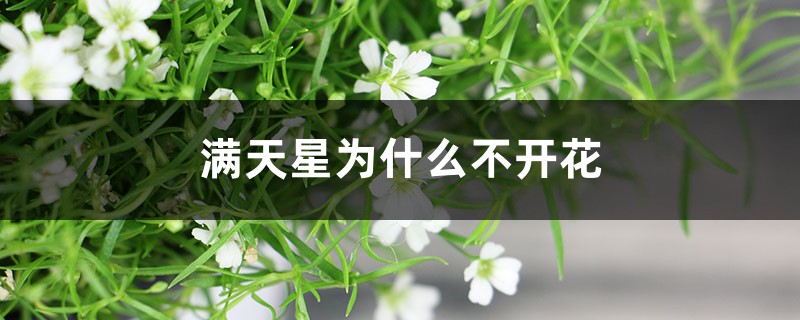 滿天星為什么不開花