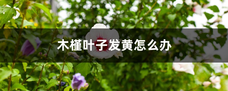 木槿葉子發(fā)黃怎么辦