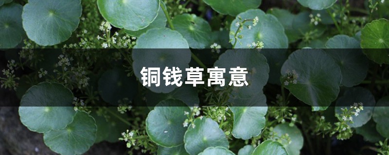 銅錢草寓意