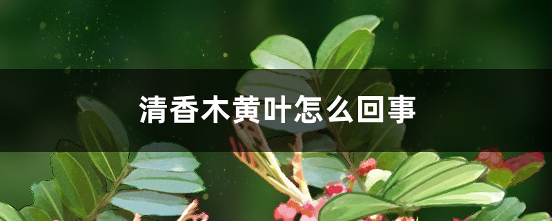 清香木黃葉怎么回事