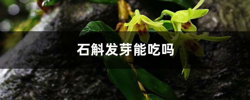 鮮石斛發(fā)芽了可以吃嗎，發(fā)芽了怎么種植