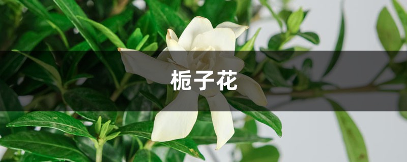 用這水一澆，梔子黃葉變綠葉，蹭蹭猛開花，鄰居看了都眼紅！