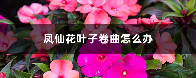 鳳仙花葉子卷曲怎么辦