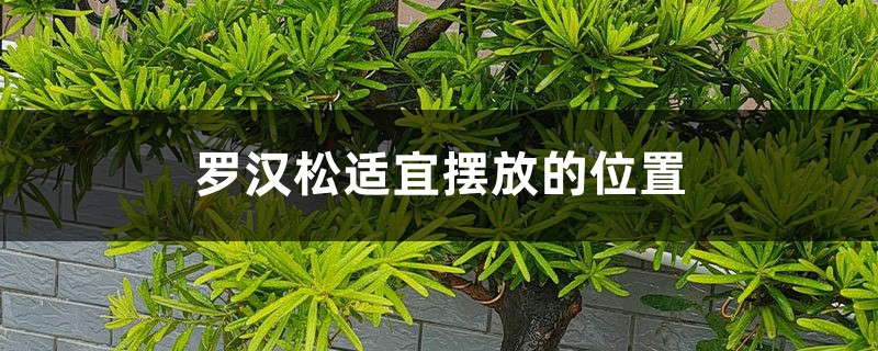 羅漢松風水擺放，能種大門兩邊嗎