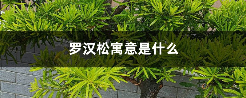 羅漢松種在什么位置好，有什么風水寓意