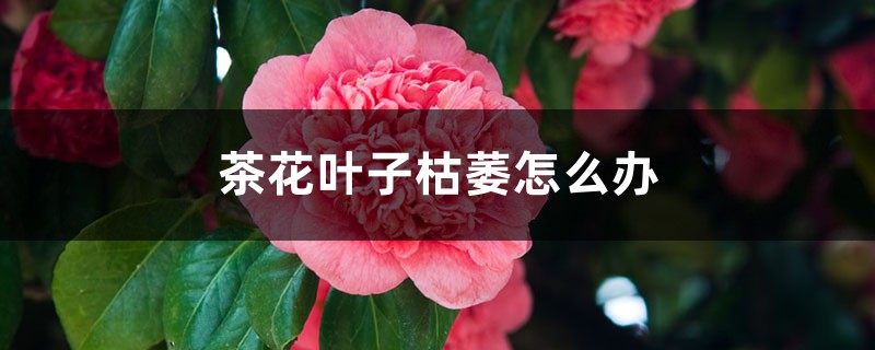 茶花葉子枯萎怎么辦