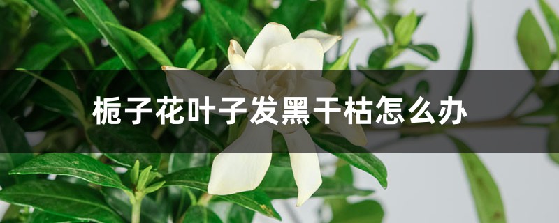 梔子花葉子發(fā)黑干枯怎么辦