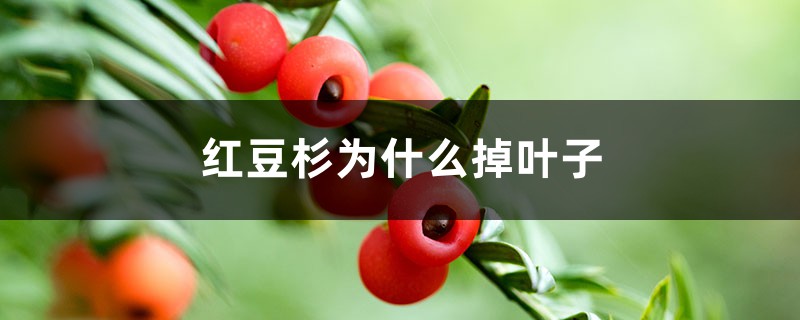 紅豆杉為什么掉葉子