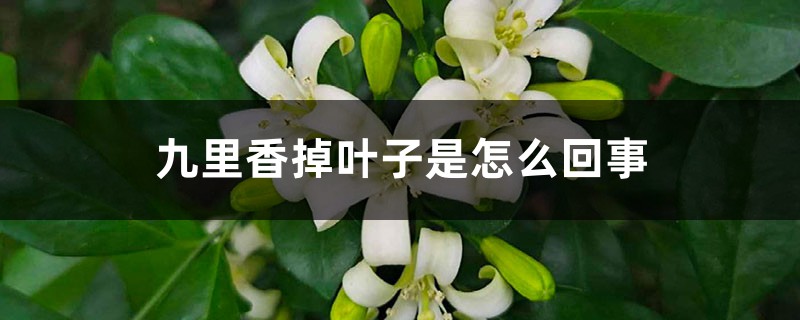 九里香掉葉子是怎么回事