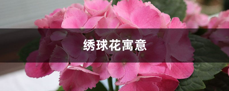 繡球花寓意，有什么傳說