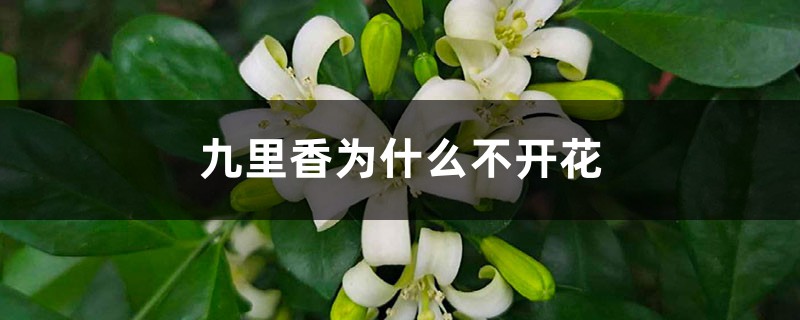 九里香為什么不開花